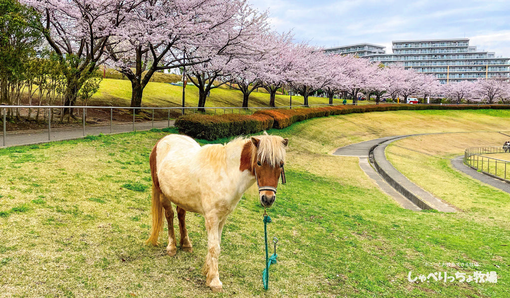 アルファ さくら咲く公園での一期一会