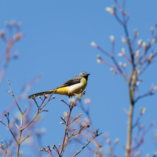 【POLO WOOD】吉野ひのき・バードコール(革紐付き)