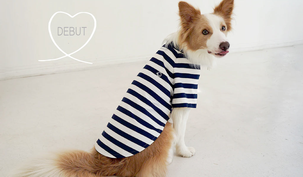 この秋デビュー！POLO BCS HOMEのDOGWEAR