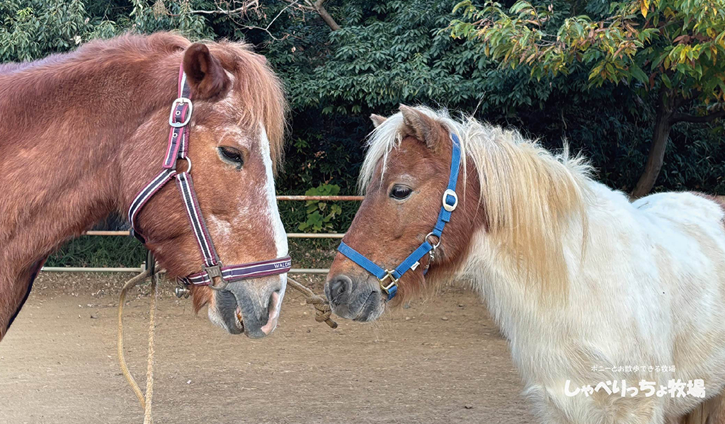うまは無口でオシャレ！