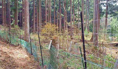 ポロの森の保全と、鹿の影響