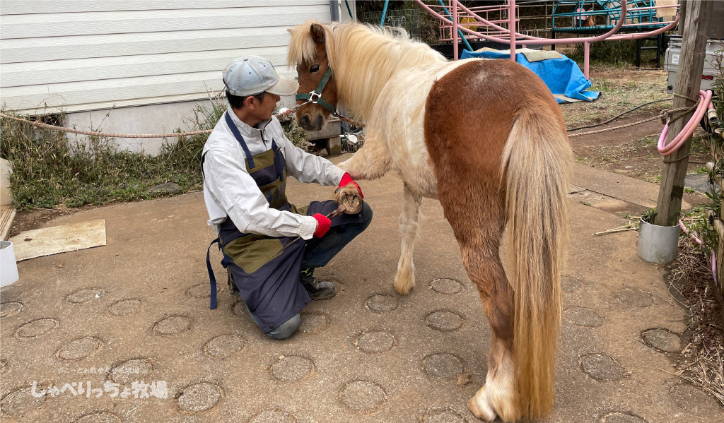 オシャレ？『馬のツメきり』
