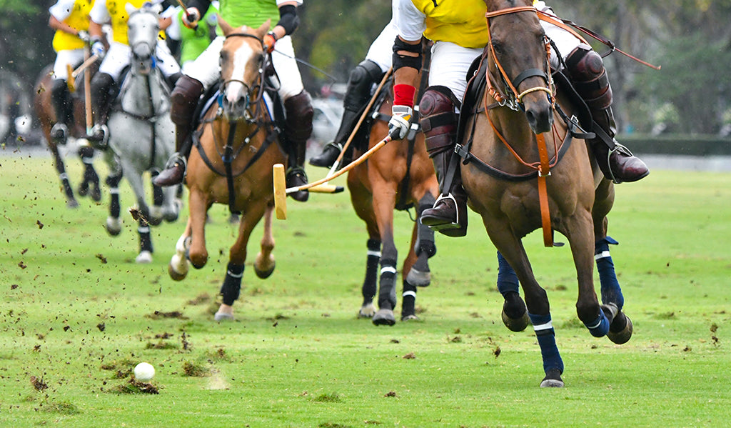 ＰＯＬＯ競技のポロ・ポニーの話を記します